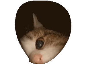 A transparent gif of some cats sniffing the camera.